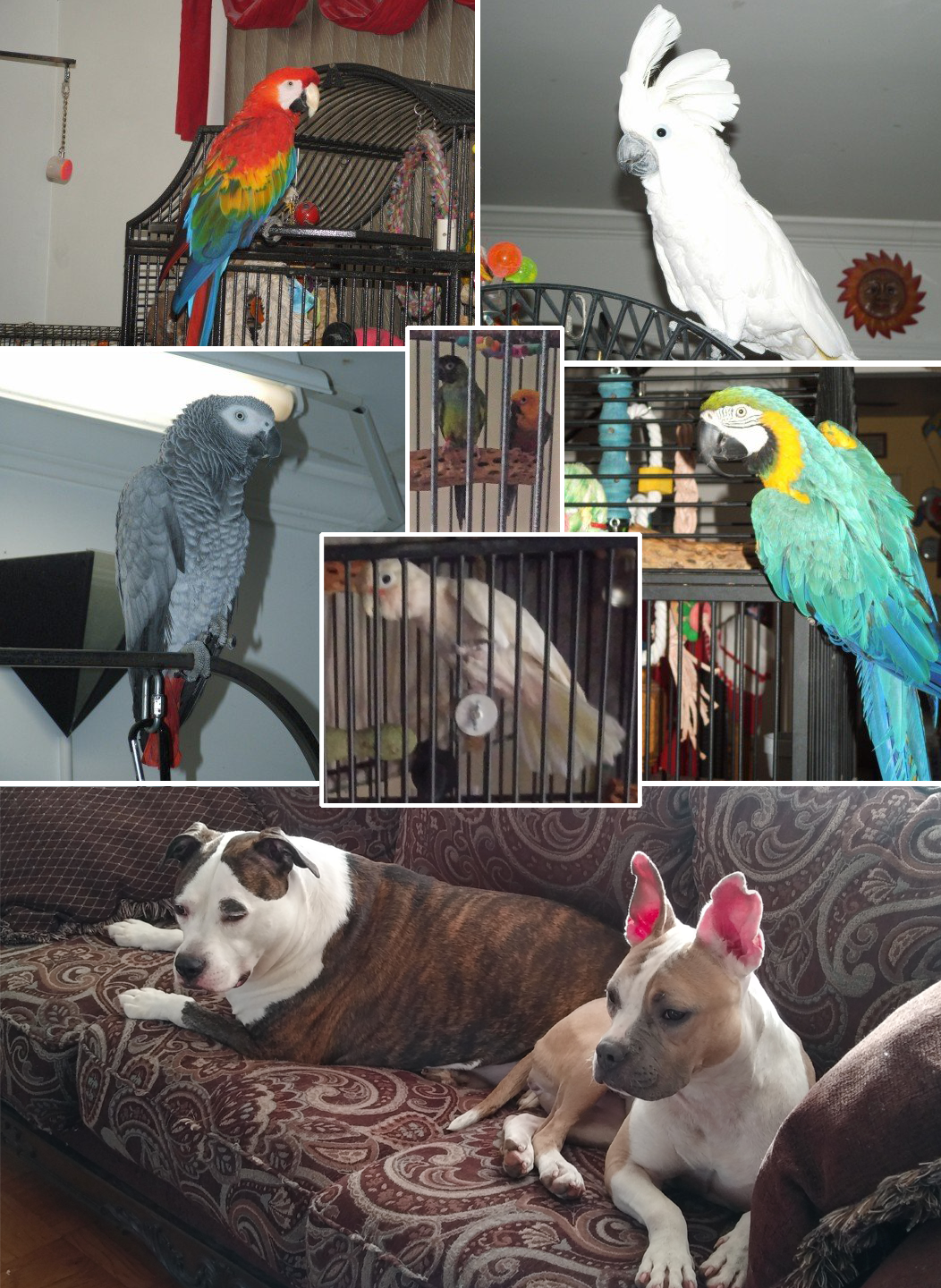 These are some of the animals that have been in Elli's household over the years. From top to bottom, left to right: Mac, Captain, Apatchy, Oscar and Buster, Peter, Tuki, and  Joker and Sunshine 